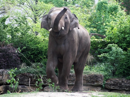Ein echter Voi Nam - Charity-Versteigerung vom Zoo Leipzig Ein echter Voi Nam - Charity-Versteigerung vom Zoo Leipzig