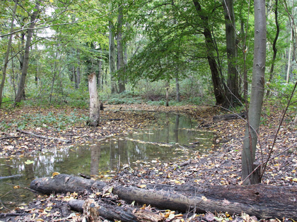 20 Jahre Burgauenbach