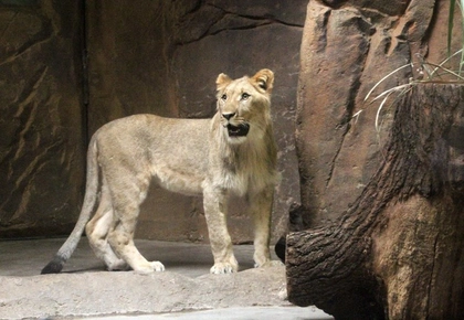 Neue Löwen erobern die Besucherhöhle Neue Löwen erobern die Besucherhöhle