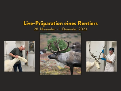 Viertägige Schaupräparation im Naturkundemuseum Leipzig