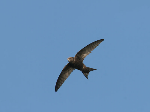 Mauersegler sind beeindruckende Flugkünstler, die beinahe ihr gesamtes Leben in der Luft verbringen. Foto: NABU/Fotonatur