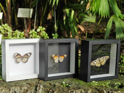 ‘Öffnung im Advent’ im Botanischen Garten Leipzig