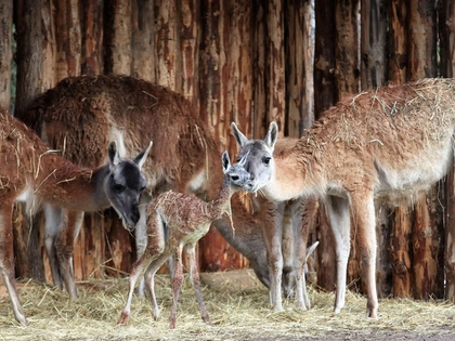 Zoo Leipzig mit erfolgreicher Besucherbilanz für 2018 Zoo Leipzig mit erfolgreicher Besucherbilanz für 2018