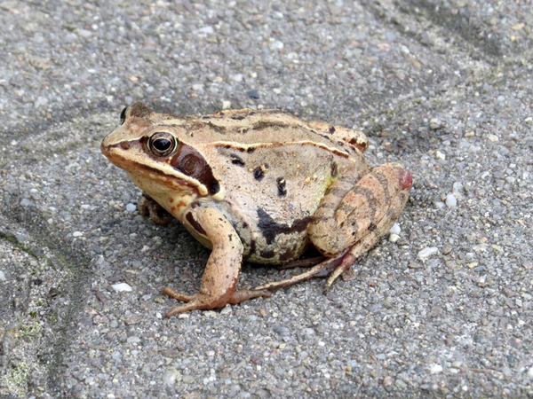 Moorfrosch, Foto: NABU Leipzig