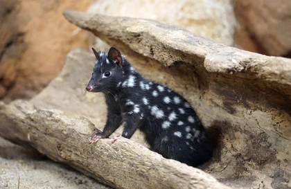 Quoll-Nachwuchs erobert Vulkanstollen im Zoo Leipzig Quoll-Nachwuchs erobert Vulkanstollen im Zoo Leipzig