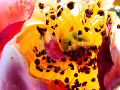 Ausstellung im Grassimuseum Leipzig: METAMORPHOSEN. Fotografien von Herlinde Koelbl