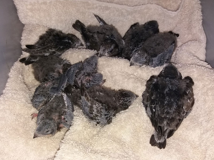 NABU lädt ein zum 6. Leipziger Mauerseglertag