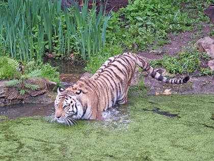 Zoo Leipzig: Entdeckertage Asien mit thematischem Schwerpunkt Zoo Leipzig: Entdeckertage Asien mit thematischem Schwerpunkt
