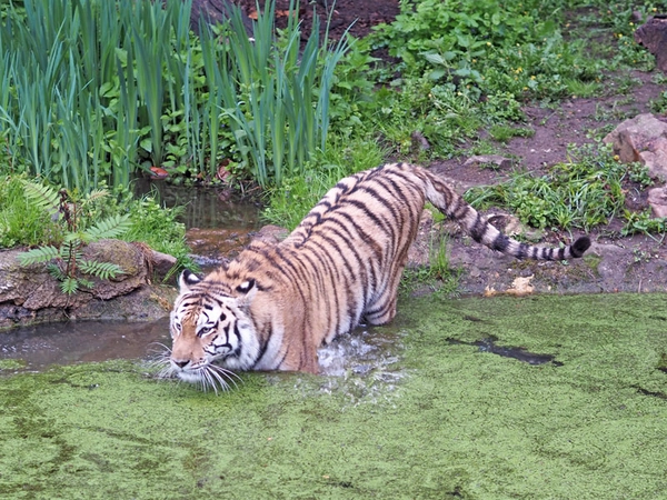 Abtauchen ins Abenteuer - mehr über die Amurtiger erfahren, Foto: Zoo Leipzig