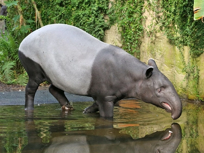 Zoo Leipzig nimmt Abschied von Schabrackentapir-Weibchen Laila Zoo Leipzig nimmt Abschied von Schabrackentapir-Weibchen Laila