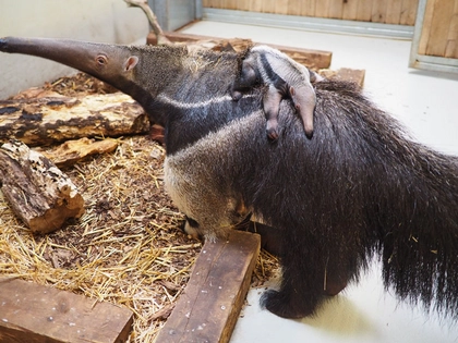 Erstes Jungtier bei den Ameisenbären im Zoo Leipzig Erstes Jungtier bei den Ameisenbären im Zoo Leipzig