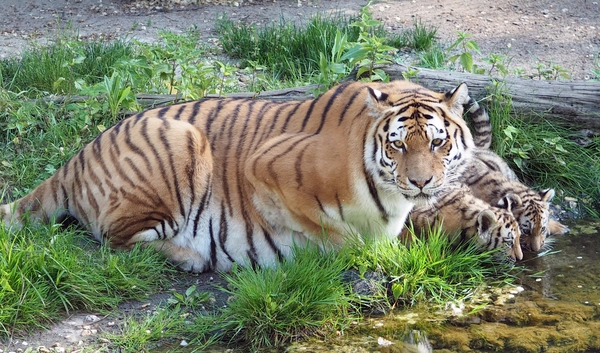 Tigermutter Bella mit ihren Jungtieren im Zoo Leipzig.