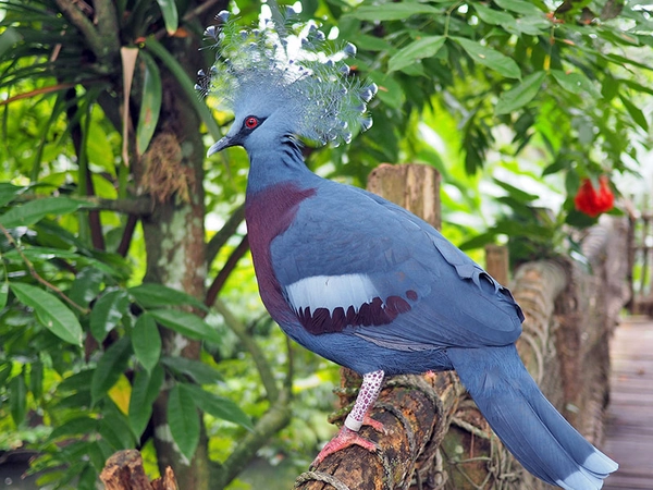 Fächertaube in Gondwanaland, Foto: Zoo Leipzig