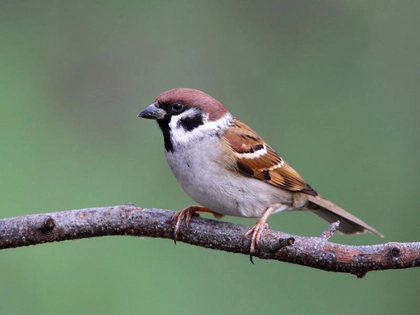 NABU Leipzig lädt wieder zum SPATZiergang ein