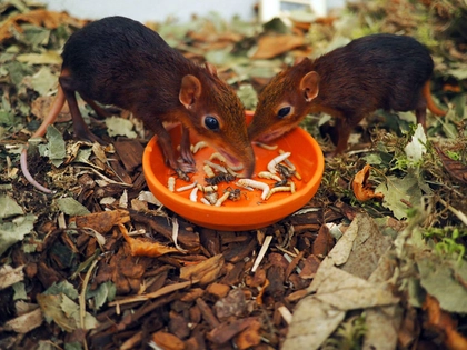 Zuchterfolg bei den Rotschulter-Rüsselhündchen im Zoo Leipzig Zuchterfolg bei den Rotschulter-Rüsselhündchen im Zoo Leipzig