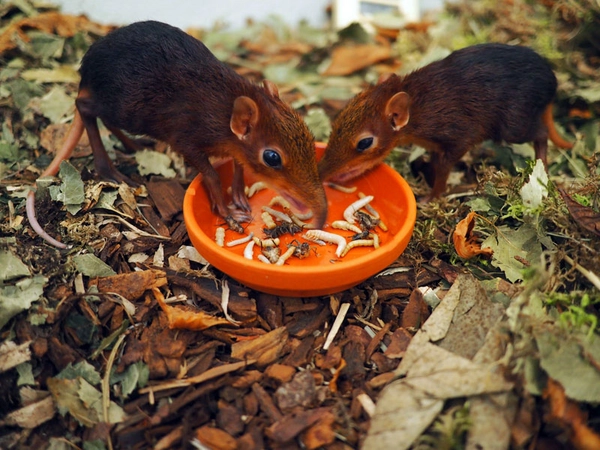 Männliche Rotschulter-Rüsselhündchen, Foto: Zoo Leipzig