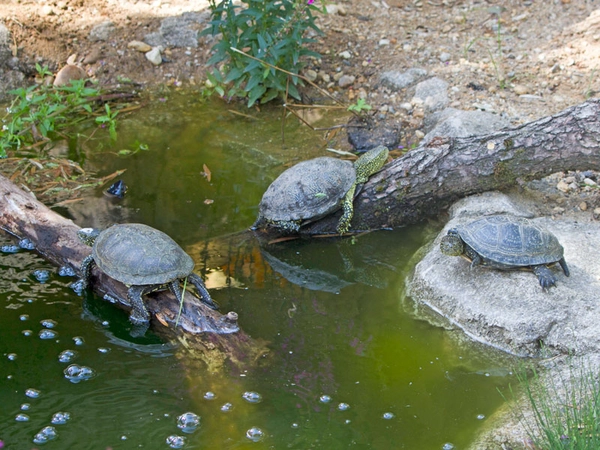 Europäische Sumpfschildkröten im neuen Gehege, Foto: Zoo Leipzig