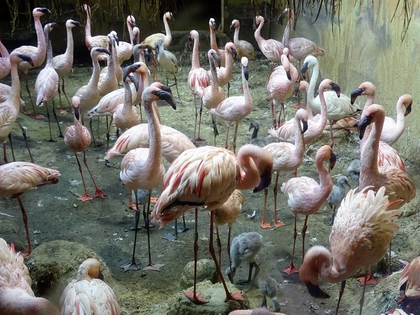 Bergfest beim Magischen Tropenleuchten im Zoo Leipzig Bergfest beim Magischen Tropenleuchten im Zoo Leipzig
