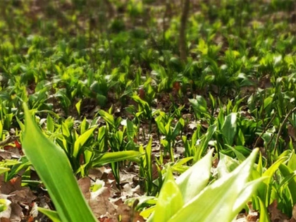 Bärlauch sammeln in Leipzig