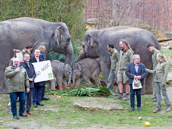 Ein kostbarer Juwel in der Herde - Bao Ngoc, Foto: Zoo Leipzig
