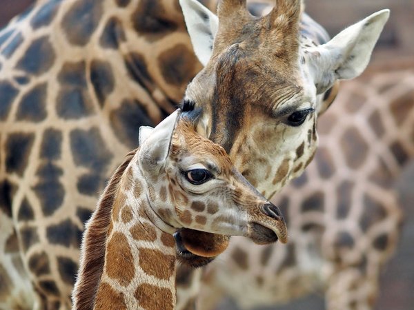 Giraffennachwuchs mit Mutter Tamika, Foto: Zoo Leipzig