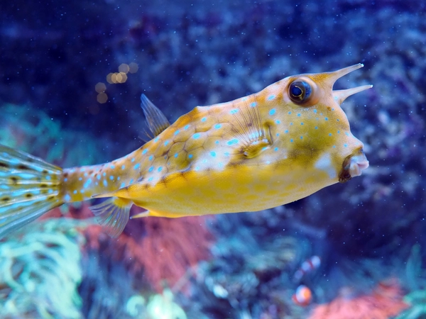 Kuhkofferfisch im Aquarium, Foto: Zoo Leipzig