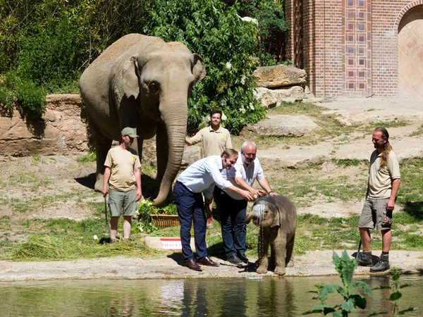 Mit Ersatzmilch getauft - der kleine Leipziger Bulle Ben Long, Foto: Zoo Leipzig