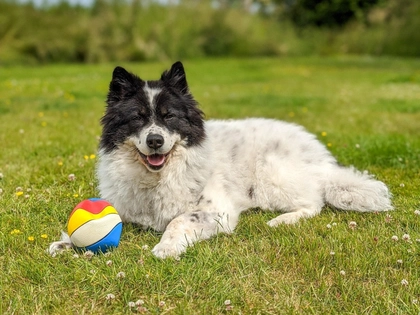 Klarer und nachvollziehbarer: Leipzigs Hundesteuer wird angepasst