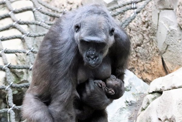 Gorillajungtier mit Mama Kumili