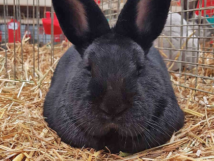 36. Bundes-Kaninchenschau auf der Leipziger Messe