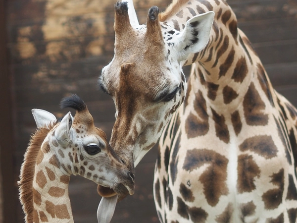 Giraffenkuh Sipiwe mit ihrem Sohn Jabari, Foto: Zoo Leipzig