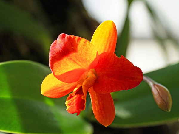 Cattleya, Foto. Botanischer Garten der Universität Leipzig