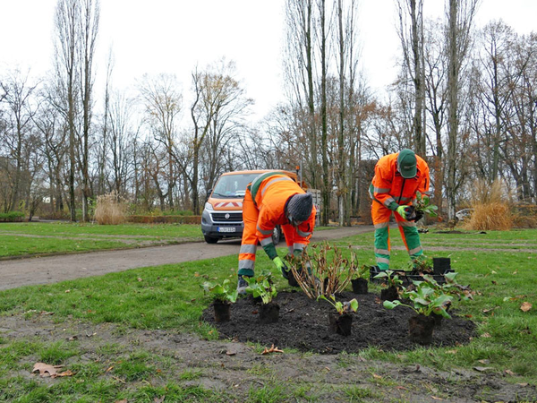 Bepflanzung der historischen Rundbeete im Mariannenpark, Foto: Stadtreinigung Leipzig