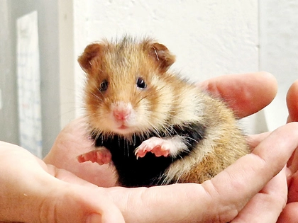 Entdeckertage Artenschutz im Zoo Leipzig: Artenvielfalt erleben, Artenvielfalt schützen Entdeckertage Artenschutz im Zoo Leipzig: Artenvielfalt erleben, Artenvielfalt schützen