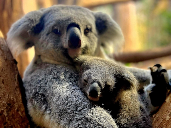 Erlinga mit ihrer Tochter, Foto: Zoo Leipzig