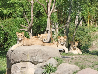 Der Abenteuer-Sommer im Zoo Leipzig ist in vollem Gange Der Abenteuer-Sommer im Zoo Leipzig ist in vollem Gange