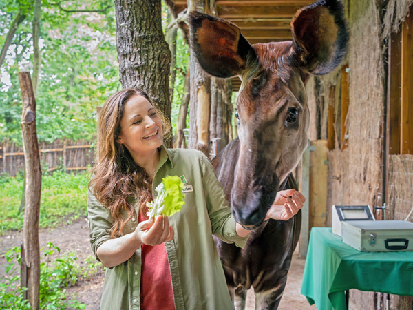 ARD Drehstart zur IX. Staffel ,,Tierärztin Dr. Mertens": Drehstart für 13 neue Folgen Elisabeth Lanz in ihrer Rolle als Dr. Susanne Mertens mit einem Okapi, Foto: ARD / Steffen Junghans