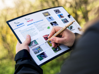 Stunde der Gartenvögel 2022: Vogelbeobachtungen mit dem NABU Leipzig