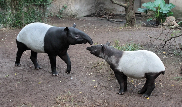 Tapir-Vater Copasih und Sohn Ketiga beim Kennen Lernen