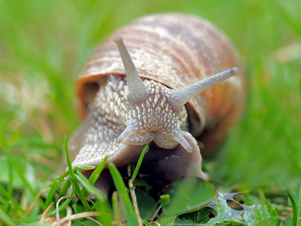 Weinbergschnecke, Foto: pixabay.com / kie-ker