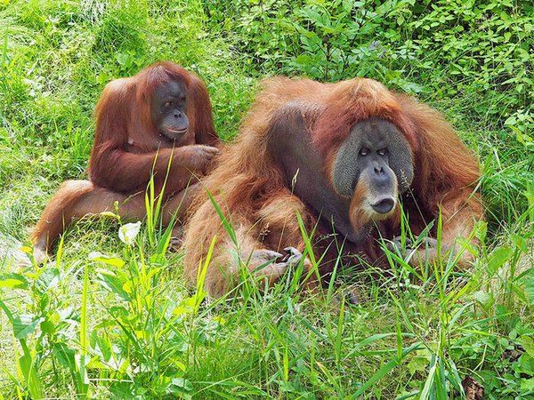Orang-utan-Mann Bimbo mit Weibchen auf der Außenanlage von Pongoland, Foto: Zoo Leipzig