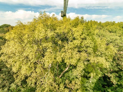 Geheimnis um Leipziger Auwaldart gelüftet