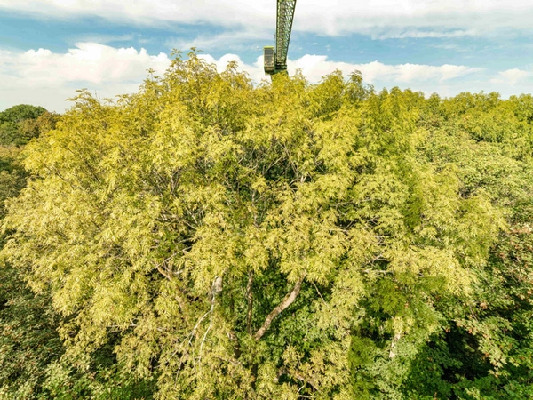 Esche vor dem Auwaldkran im Naturschutzgebiet Burgaue, Foto: André Künzelmann / UFZ