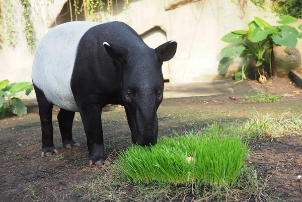 Tapirbulle Kedua auf der Außenanlage von Gondwanaland