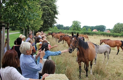 Neues Galopppferd für Leipziger Rennstall Scheibenholz