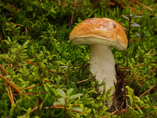 Foto: pixabay.com / mirey2222