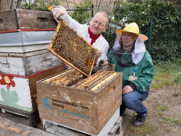 Dr. Michael Hardt betreut die Bienenstöcke. Er ist Leipziger Imker und Vorsitzender des Landesverbandes sächsischer Imker. Er arbeitet dabei eng mit Bärbel Zimmermann (re.) zusammen, die die UKL-eigene Gärtnerei leitet. Foto: Stefan Straube / UKL
