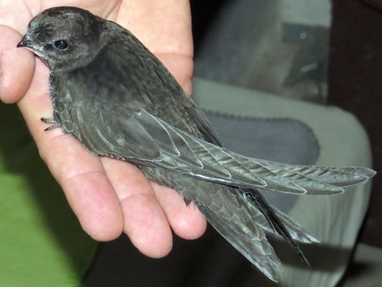 NABU lädt zum 2. Leipziger Mauersegler-Aktionstag NABU lädt zum 2. Leipziger Mauersegler-Aktionstag