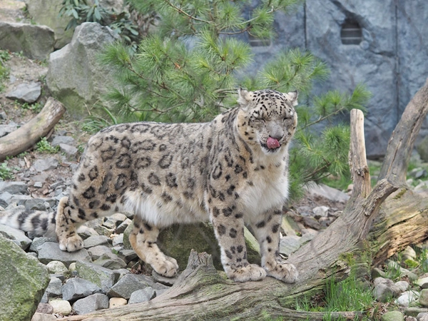Schneeleopard in der Hochgebirgslandschaft Himalaya, Foto: Zoo Leipzig