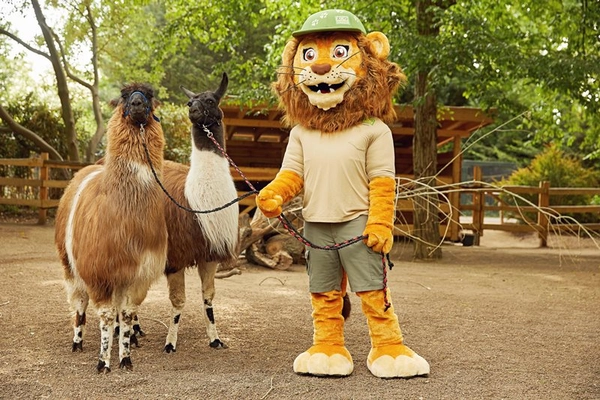 Die Lamas und Zoo-Maskottchen Tammi sind beim Kindertag dabei